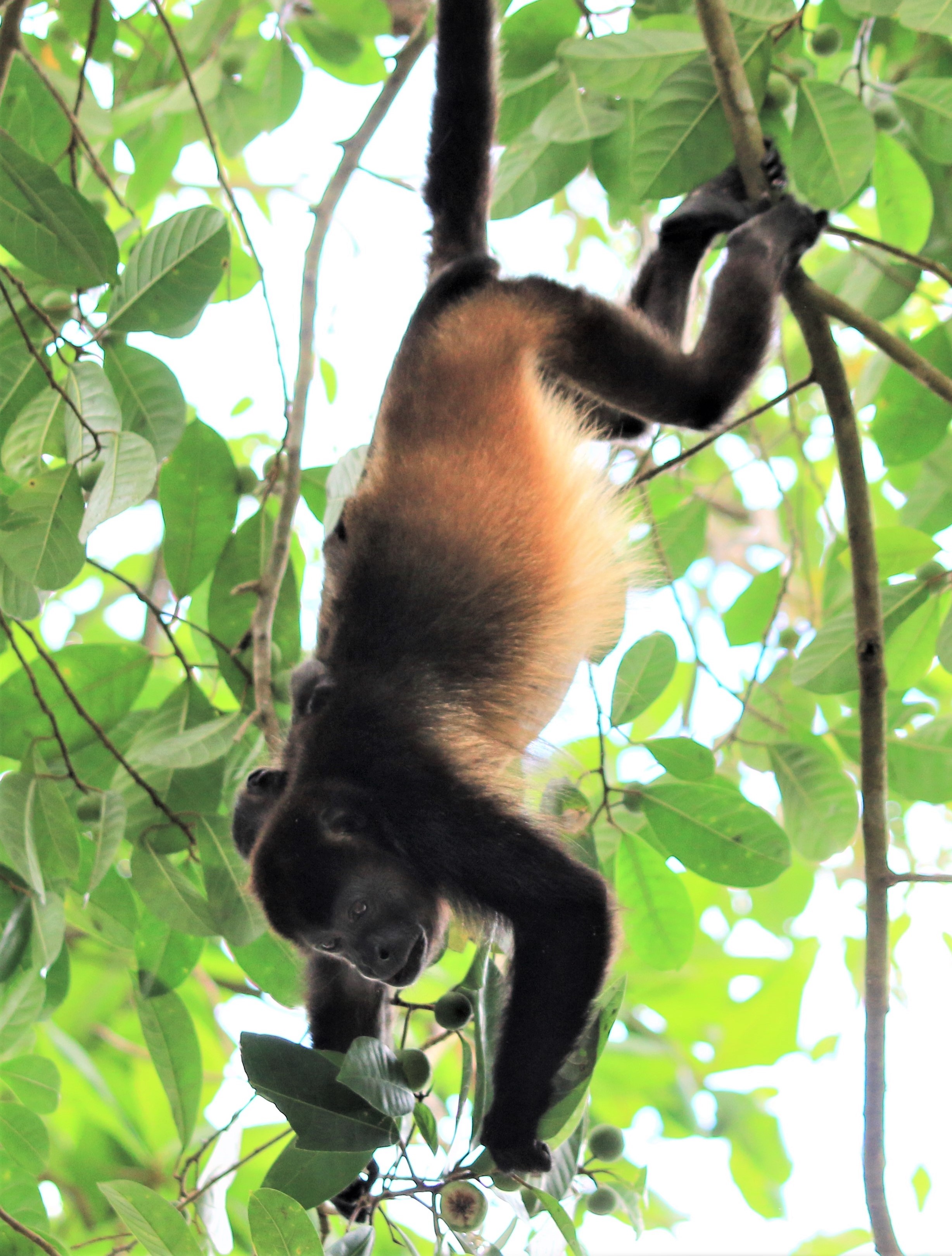 Costa Rica